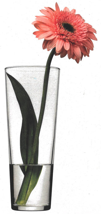 Large Clear Glass 26cm Flared Tall Glass Flower Vase Ideal For Lilies Roses